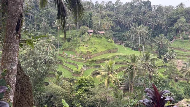 Layered rice terraces and tall palms on a green hillside
