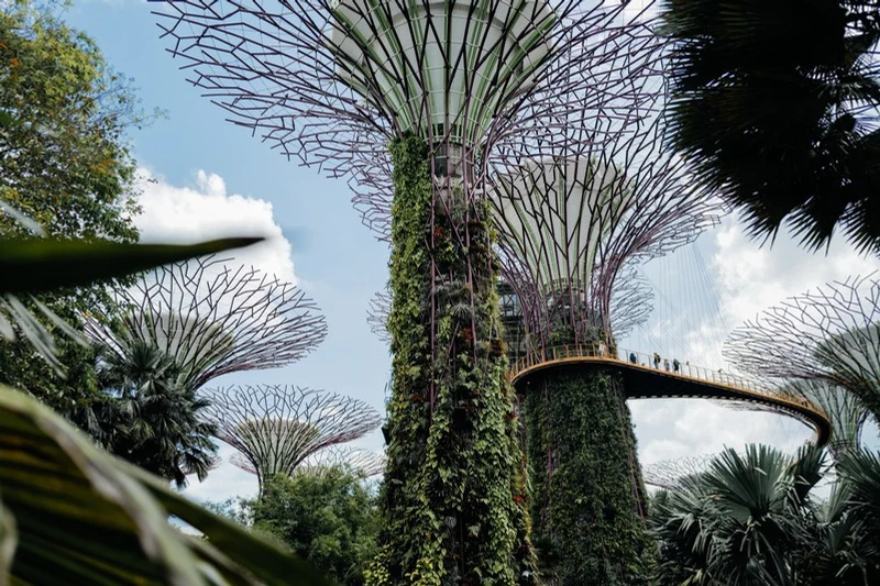 The Supertrees and elevated walkway at Singapore’s Gardens by the Bay, from The Traveller DMC itinerary